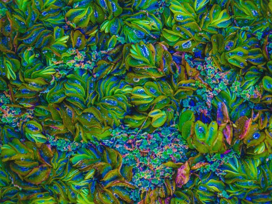 Biorevolution: The Next 20 Years